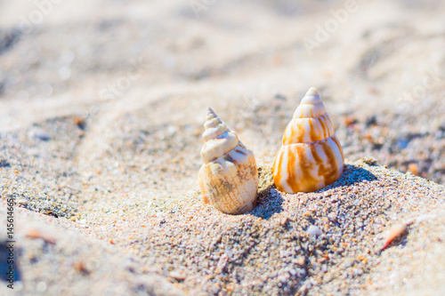 Photos Sea cockleshells on golden beach sand