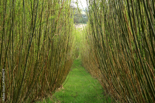 Plantation energy of willow (salix) plants grown by spring sunrise