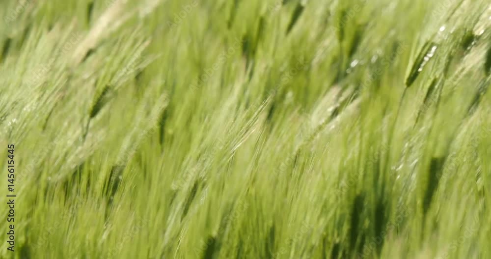 Green field of barley blowing Green field of barley blowing