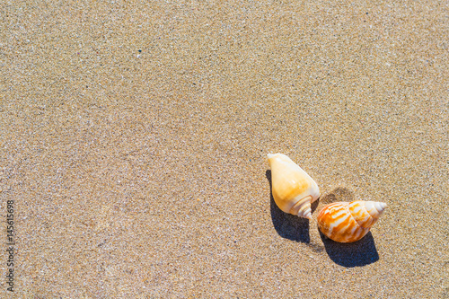 Canvastavla Sea cockleshells on golden beach sand