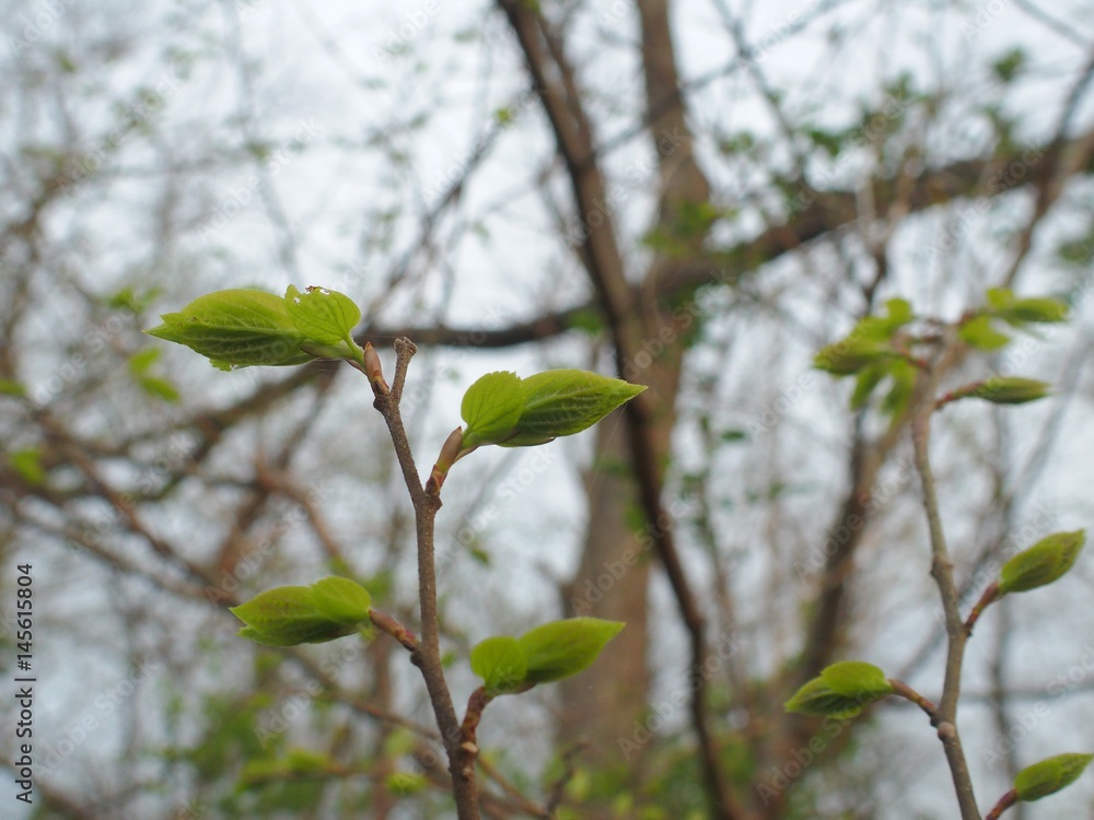 Obraz premium Spring leaves