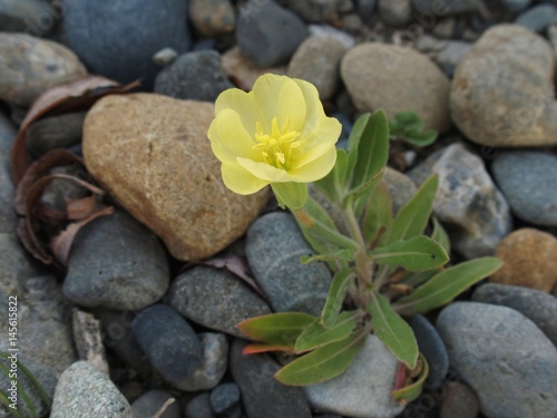 野草の花