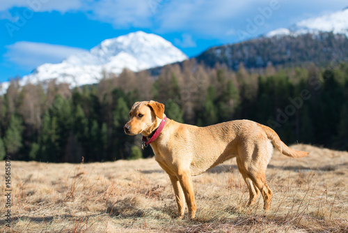Labrador Retriever female walking in the mountains
