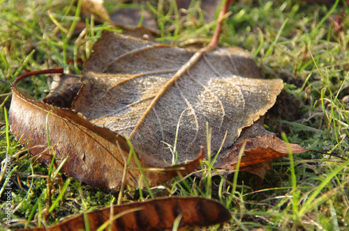 Frosty leaf on frozen ground