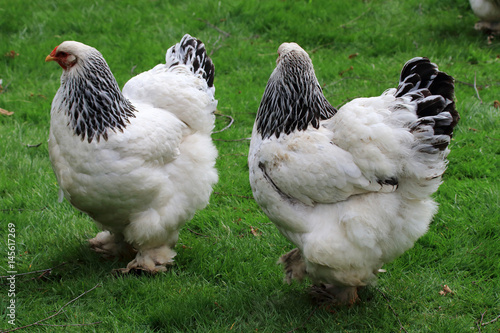 Photos Chickens are looking for their own food
