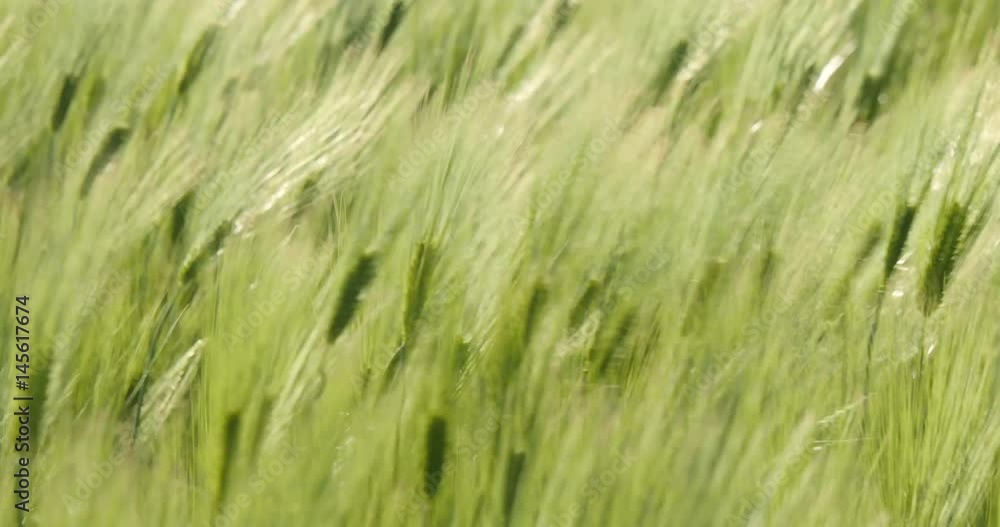 Green field of barley blowing Green field of barley blowing