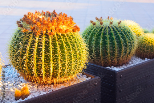 Golden barrel cactus with flower buds at the top at the sunset growing in rock. Desert plant close up. Natural green background