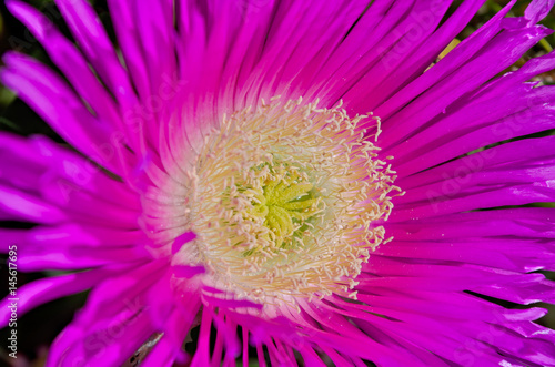 Macro of a wild purple flower from the coast of Algarve. Portugal