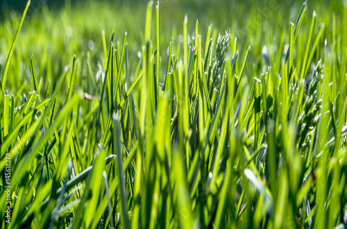 Green grass close up view