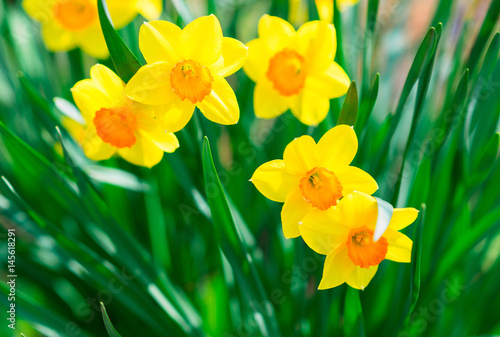 Fototapeta Naklejka Na Ścianę i Meble -  Yellow narcissus in the garden close up in the sunny spring day. Natural floral background with copy space