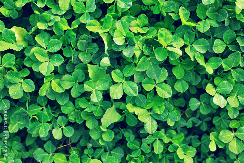 Green background with three-leaved shamrocks. Green background with three-leaved shamrocks.