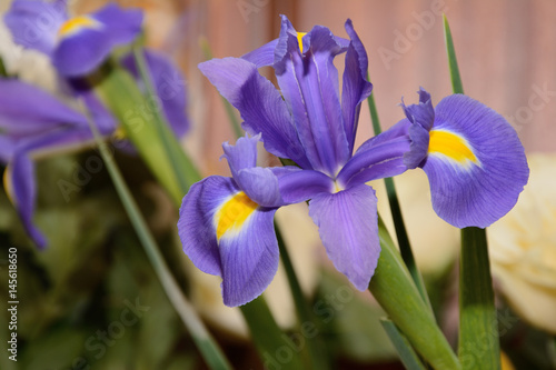 Fototapeta Naklejka Na Ścianę i Meble -  Close-up of iris flower