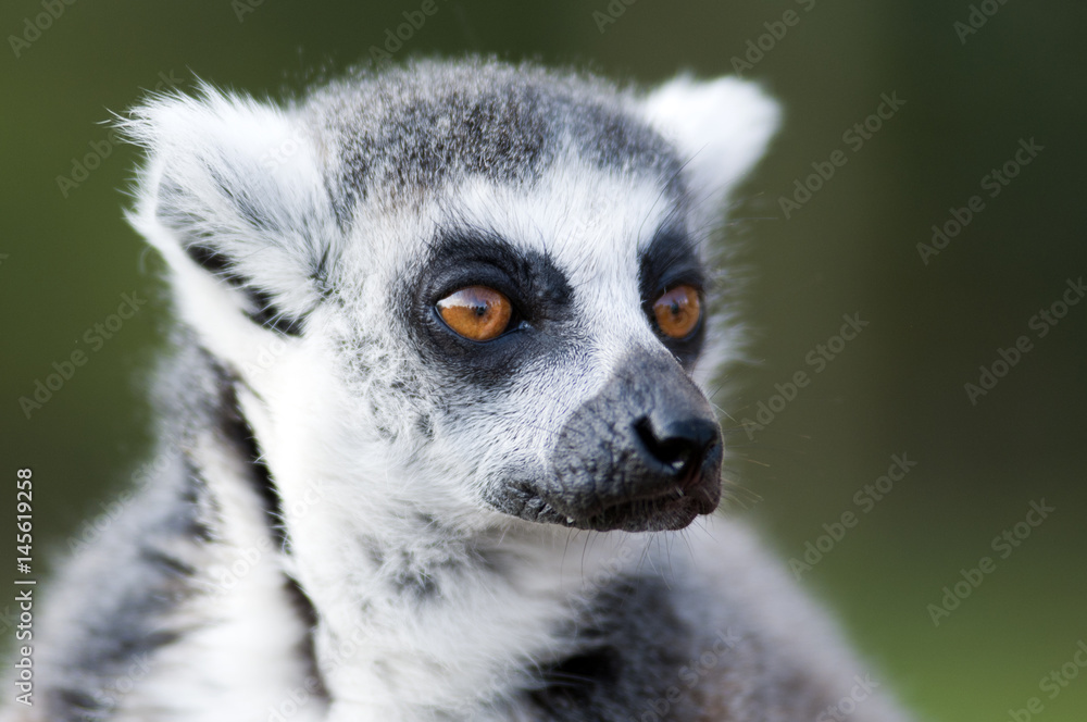 Obraz premium Lemur