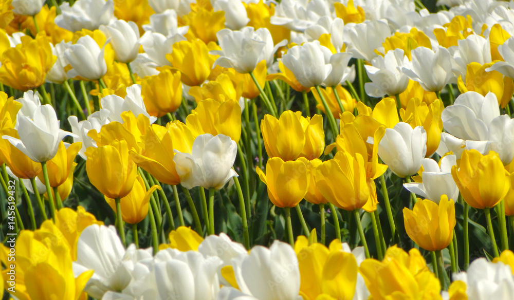Obraz premium white tulips and yellow tulips field in JAPAN