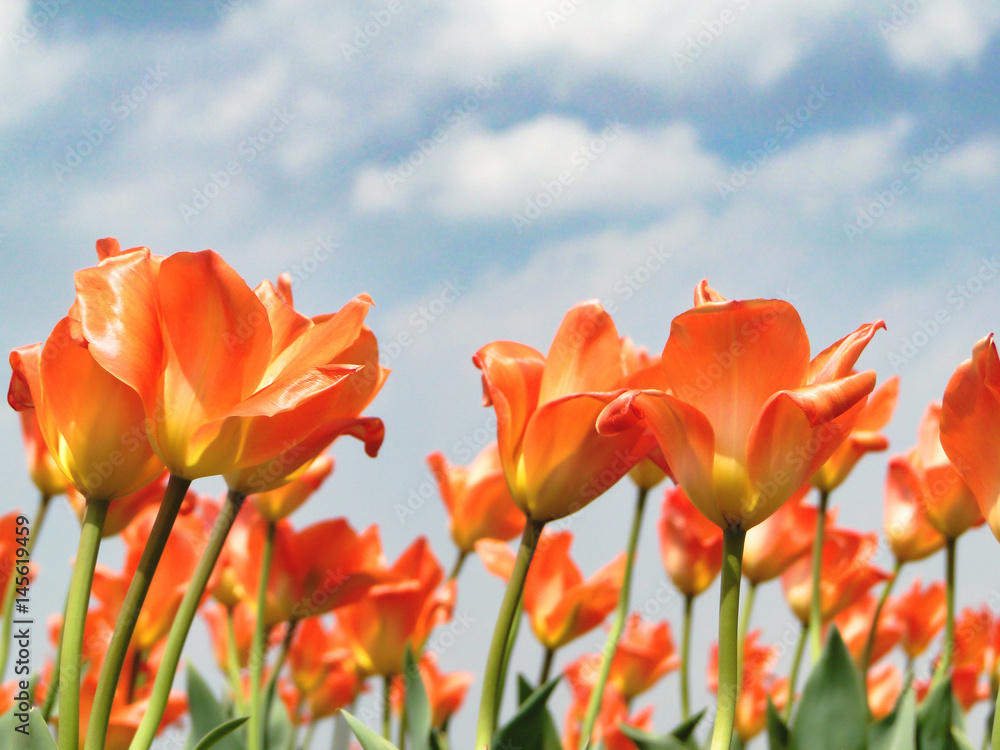 beautiful orange tulips with blue sky as background beautiful orange tulips with blue sky as background
