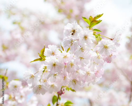 Flower ornamental cherry with spring atmosphere and blue sky