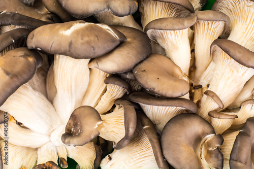 Foto Bunch of fresh Oyster mushrooms