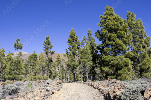 Lined with stones hiking trail passing in coniferous forest among pieces of lava. The road to the lunar landscape. Tenerife, Canary Islands. Spain