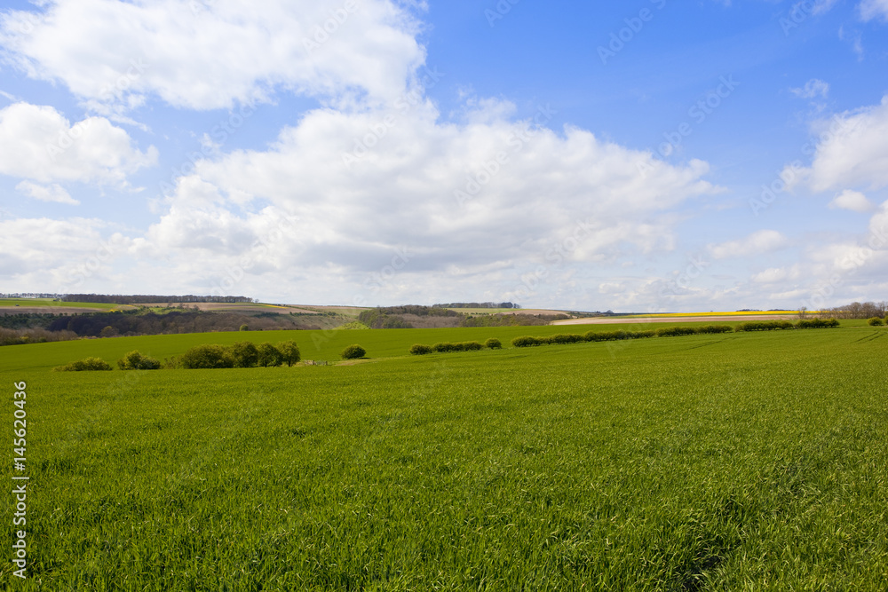 Fototapeta premium yorkshire wolds agriculture