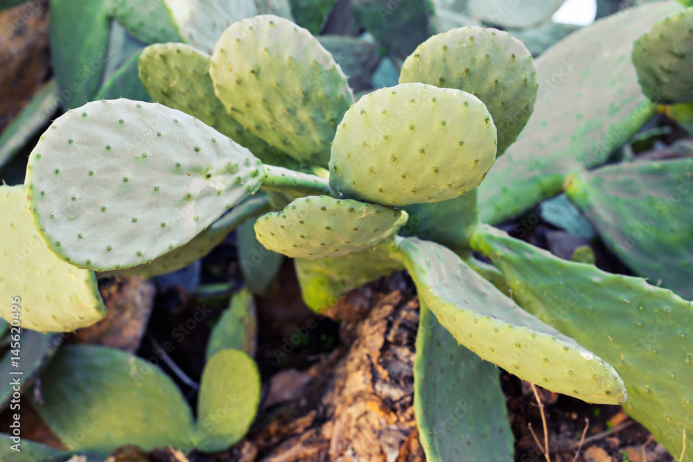 Green Cactus closeup. Green Cactus closeup.