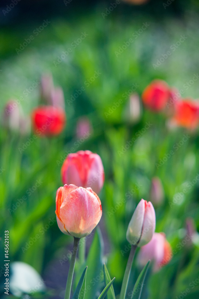 Fototapeta premium Flowers tulips are red-yellow on a background of green