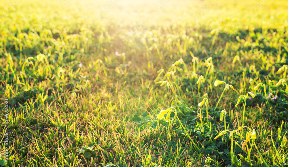 field of spring flowers and sunlight