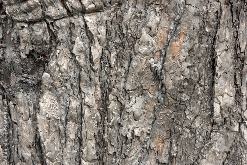 Scorched pine bark after fire in forest background texture Scorched pine bark after fire in forest background texture