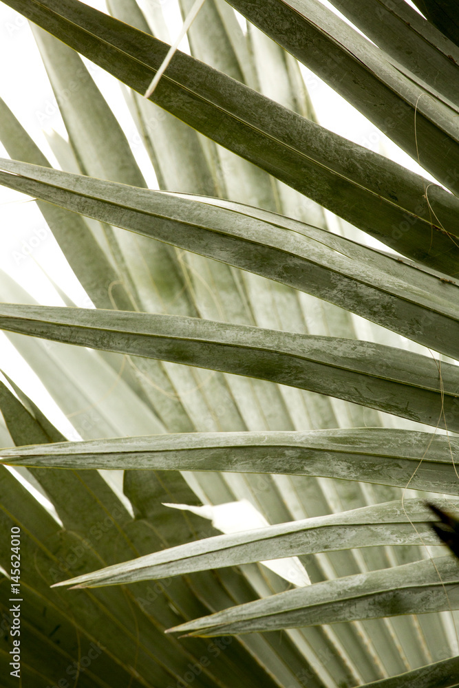 Abstract, linear pattern of overlapping palmetto leaves in Florida. Abstract, linear pattern of overlapping palmetto leaves in Florida.