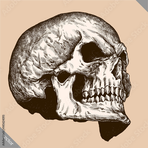 Engrave isolated human skull hand drawn graphic vector illustration