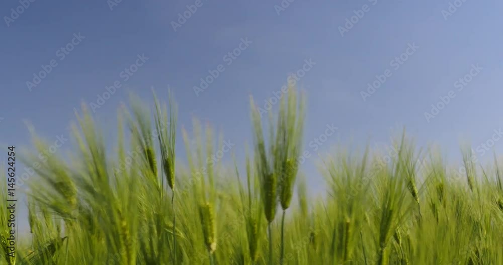Swaying green ears on a field Swaying green ears on a field