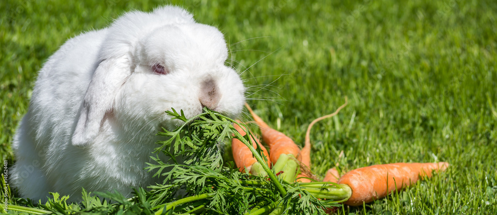 Mein Hase Frisst Und Trinkt Nicht Mehr Hase frisst Möhren Stock-Foto | Adobe Stock
