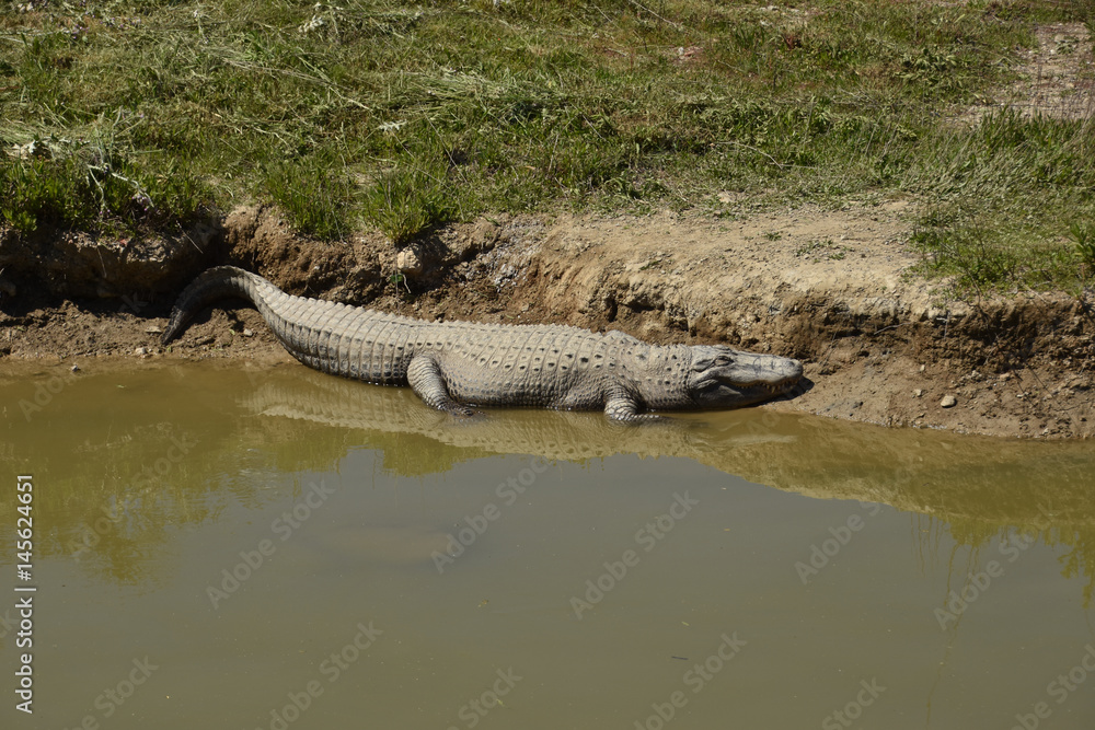 Obraz premium aligator