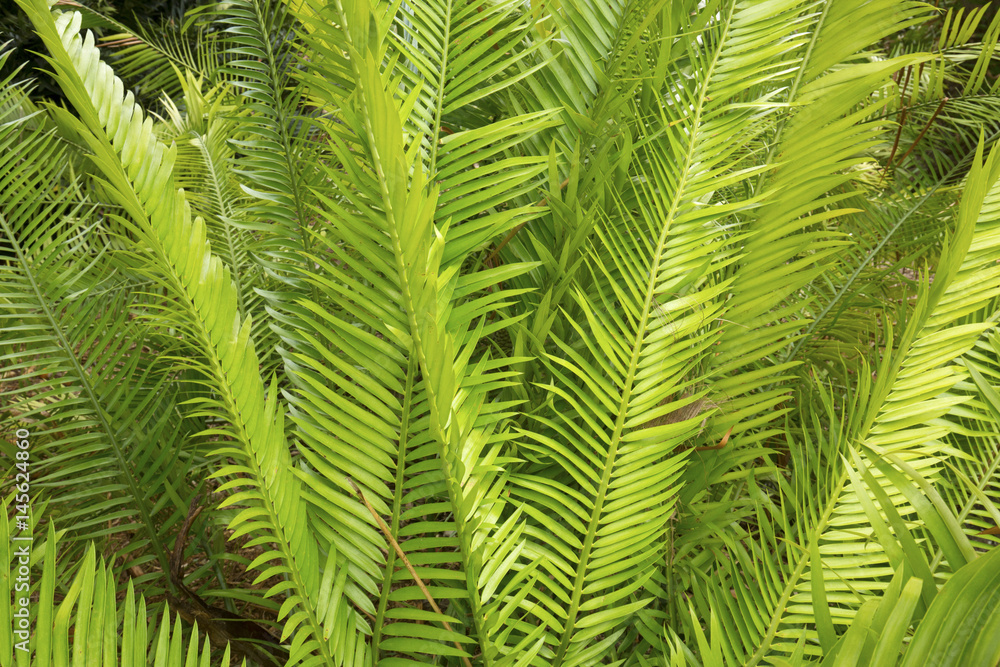 Green, pinnate leaves of a Zamia cycad in Florida. Green, pinnate leaves of a Zamia cycad in Florida.