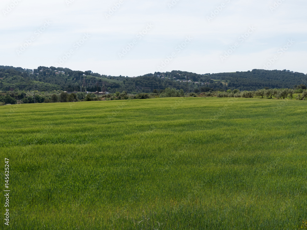 Campos de trigo Campos de trigo