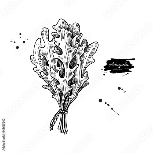 Arugula leaf bunch hand drawn vector illustration. Isolated Vegetable engraved style object.