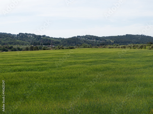 Campos de trigo