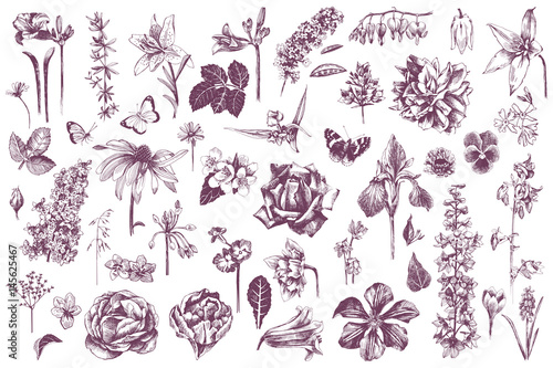 Highly detailed hand drawn garden flowers