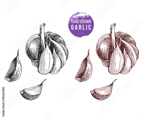 Hand drawn garlic