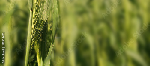 Green ear of corn