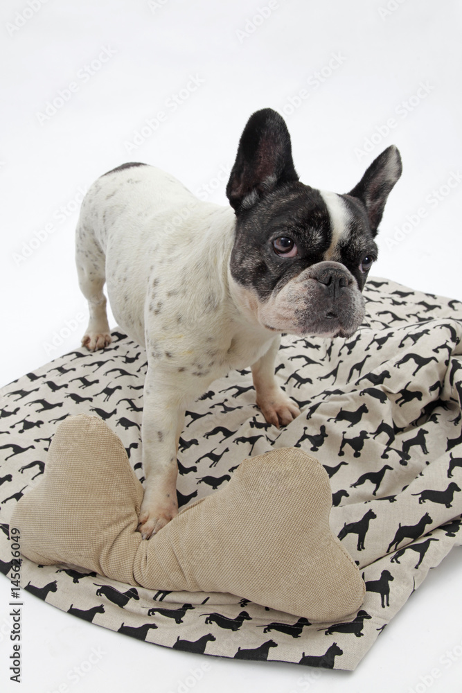 Französiche Bulldogge mit Stoffknochen