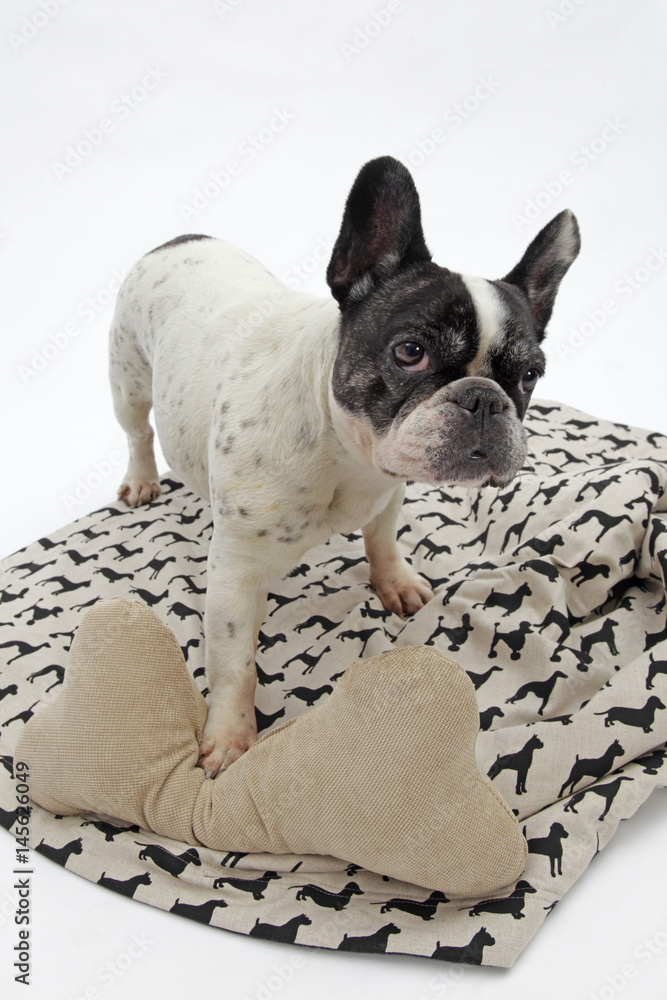Französiche Bulldogge mit Stoffknochen Französiche Bulldogge mit Stoffknochen