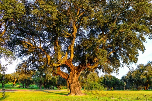 Quercus suber illuminated by the sunset in Monfragüe. Extremadura National Park, Spain. photo