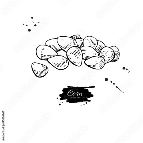 Corn seed heap hand drawn vector illustration. Isolated Vegetable engraved style object. Detailed vegetarian food