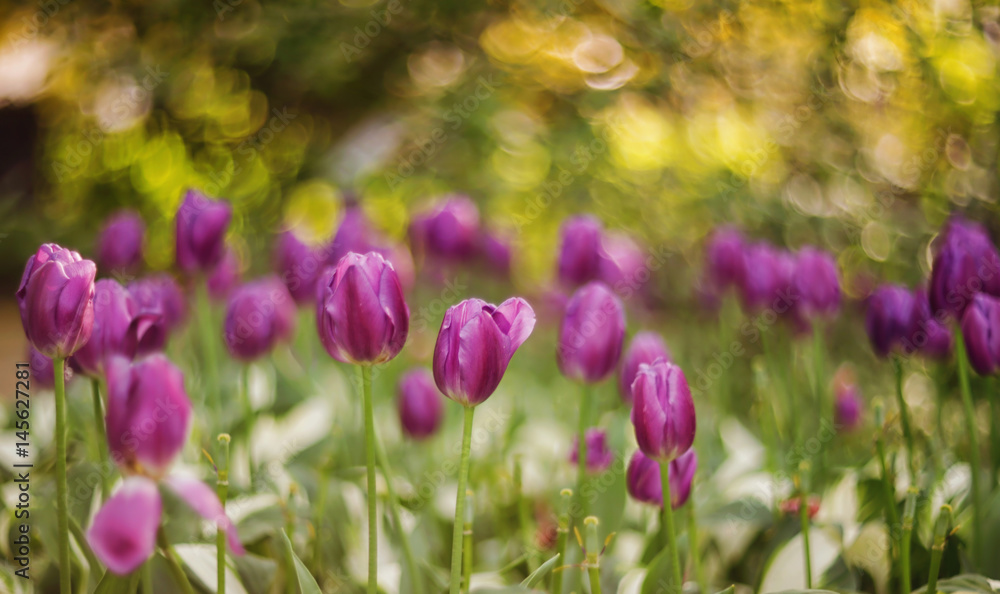 Unique picture of purple tulips