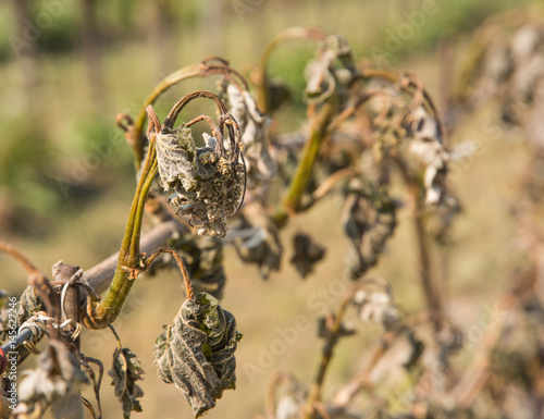 Vineyard devastated by spring frost     © lorenza62