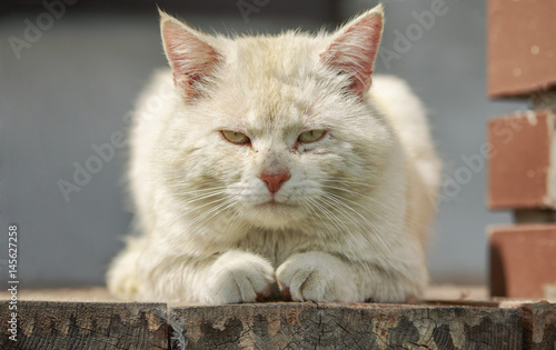 Foto Very serious red-headed cat lies on wooden boards and watches