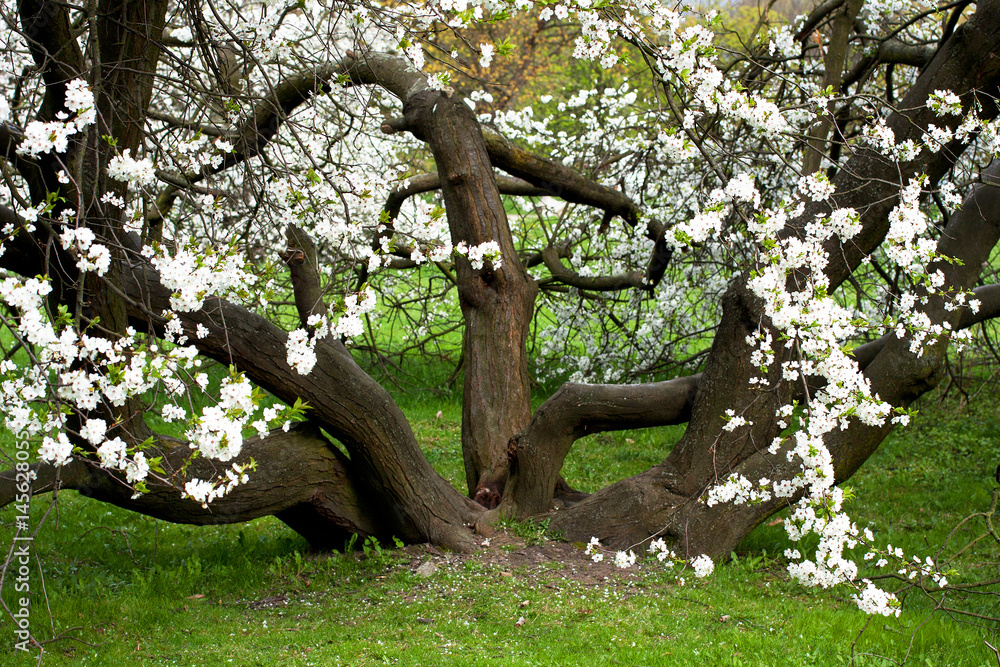 sprawling apple tree