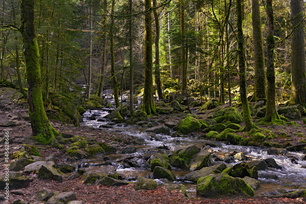 Forêt de lumière et petit torrent dans les montagnes des Vosges à Tendon (88460), département des Vosges en région Grand-Est, France
