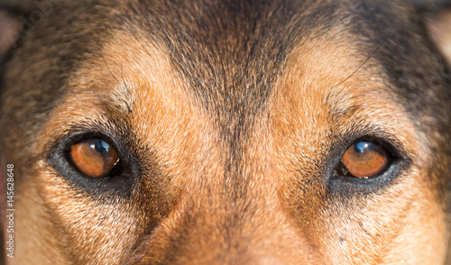 Foto portrait of a hunting dog, special a greek half-breed bracke dog with unknown ro