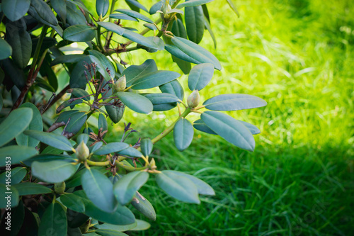 Wallpaper Mural Рододендрон Torontodigital.ca